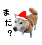 豆柴犬のクリスマス（個別スタンプ：22）