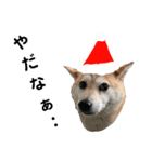 豆柴犬のクリスマス（個別スタンプ：24）