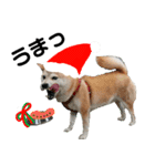 豆柴犬のクリスマス（個別スタンプ：25）