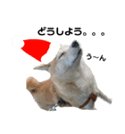 豆柴犬のクリスマス（個別スタンプ：26）