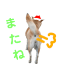 豆柴犬のクリスマス（個別スタンプ：27）