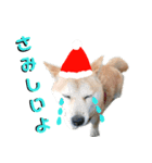 豆柴犬のクリスマス（個別スタンプ：29）