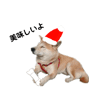 豆柴犬のクリスマス（個別スタンプ：31）