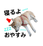 豆柴犬のクリスマス（個別スタンプ：32）