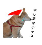 豆柴犬のクリスマス（個別スタンプ：33）