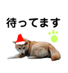 豆柴犬のクリスマス（個別スタンプ：34）