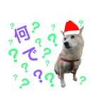 豆柴犬のクリスマス（個別スタンプ：35）