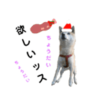 豆柴犬のクリスマス（個別スタンプ：36）