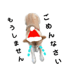 豆柴犬のクリスマス（個別スタンプ：37）