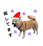 豆柴犬のクリスマス（個別スタンプ：38）