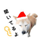 豆柴犬のクリスマス（個別スタンプ：39）