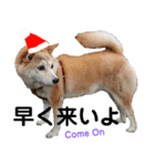 豆柴犬のクリスマス（個別スタンプ：40）