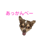 ツンデレラ♡フラッフィー3（個別スタンプ：3）