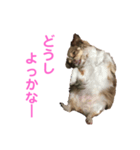 ツンデレラ♡フラッフィー3（個別スタンプ：4）