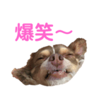 ツンデレラ♡フラッフィー3（個別スタンプ：5）