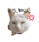 白猫りんのプチ関西弁スタンプ（個別スタンプ：2）