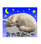 白猫りんのプチ関西弁スタンプ（個別スタンプ：3）