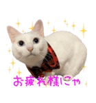 白猫りんのプチ関西弁スタンプ（個別スタンプ：4）
