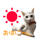 白猫りんのプチ関西弁スタンプ（個別スタンプ：6）