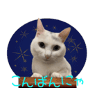 白猫りんのプチ関西弁スタンプ（個別スタンプ：7）