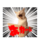 白猫りんのプチ関西弁スタンプ（個別スタンプ：8）
