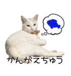 白猫りんのプチ関西弁スタンプ（個別スタンプ：10）