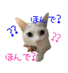 白猫りんのプチ関西弁スタンプ（個別スタンプ：11）