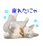 白猫りんのプチ関西弁スタンプ（個別スタンプ：12）