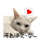 白猫りんのプチ関西弁スタンプ（個別スタンプ：13）