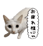 白猫りんのプチ関西弁スタンプ（個別スタンプ：15）