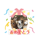オッティスタンプ（個別スタンプ：13）