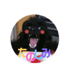 ありるど変顔スタンプ（個別スタンプ：4）