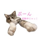 weegie-house1（個別スタンプ：8）