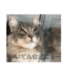 weegie-house1（個別スタンプ：12）