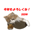 長い尻尾（シッポ）のねこ ハル 冬（個別スタンプ：4）