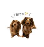 6☆dog style.（個別スタンプ：1）