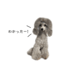 6☆dog style.（個別スタンプ：2）