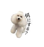 6☆dog style.（個別スタンプ：16）