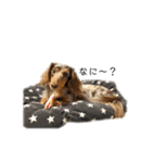 6☆dog style.（個別スタンプ：17）