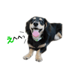 6☆dog style.（個別スタンプ：20）