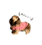 6☆dog style.（個別スタンプ：21）