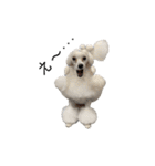6☆dog style.（個別スタンプ：24）
