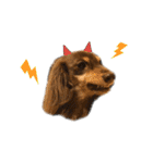 6☆dog style.（個別スタンプ：28）