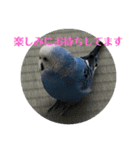 セキセイインコのあいさつおうち編（個別スタンプ：8）