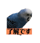 セキセイインコのあいさつおうち編（個別スタンプ：10）