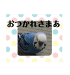 セキセイインコのあいさつおうち編（個別スタンプ：19）