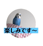 セキセイインコのあいさつおうち編（個別スタンプ：20）