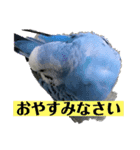 セキセイインコのあいさつおうち編（個別スタンプ：22）