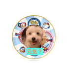 マルチーズのチーくん（個別スタンプ：3）