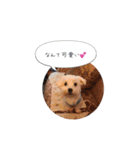マルチーズのチーくん（個別スタンプ：4）